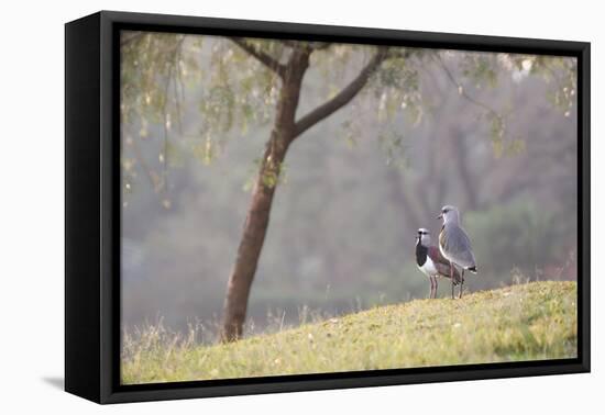 Southern Lapwings, Vanellus Chilensis, in Ibirapueara Park, Sao Paulo-Alex Saberi-Framed Stretched Canvas