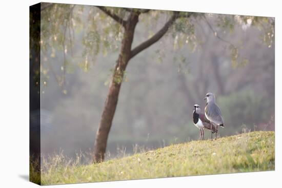 Southern Lapwings, Vanellus Chilensis, in Ibirapueara Park, Sao Paulo-Alex Saberi-Stretched Canvas