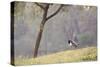 Southern Lapwings, Vanellus Chilensis, in Ibirapueara Park, Sao Paulo-Alex Saberi-Stretched Canvas