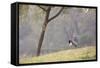 Southern Lapwings, Vanellus Chilensis, in Ibirapueara Park, Sao Paulo-Alex Saberi-Framed Stretched Canvas