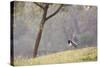Southern Lapwings, Vanellus Chilensis, in Ibirapueara Park, Sao Paulo-Alex Saberi-Stretched Canvas