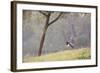 Southern Lapwings, Vanellus Chilensis, in Ibirapueara Park, Sao Paulo-Alex Saberi-Framed Photographic Print