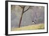 Southern Lapwings, Vanellus Chilensis, in Ibirapueara Park, Sao Paulo-Alex Saberi-Framed Photographic Print