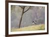 Southern Lapwings, Vanellus Chilensis, in Ibirapueara Park, Sao Paulo-Alex Saberi-Framed Photographic Print