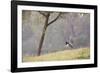 Southern Lapwings, Vanellus Chilensis, in Ibirapueara Park, Sao Paulo-Alex Saberi-Framed Photographic Print