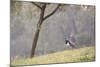 Southern Lapwings, Vanellus Chilensis, in Ibirapueara Park, Sao Paulo-Alex Saberi-Mounted Photographic Print
