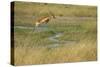 Southern Lechwe Jumping-Michele Westmorland-Stretched Canvas