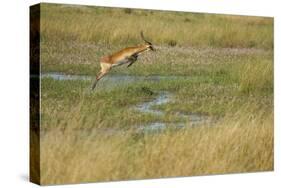 Southern Lechwe Jumping-Michele Westmorland-Stretched Canvas