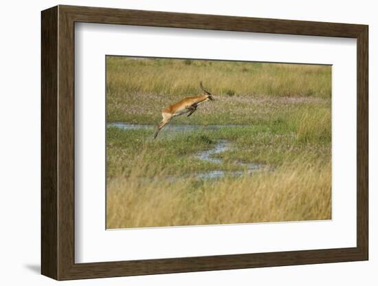 Southern Lechwe Jumping-Michele Westmorland-Framed Photographic Print