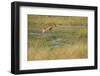 Southern Lechwe Jumping-Michele Westmorland-Framed Photographic Print