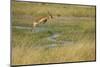 Southern Lechwe Jumping-Michele Westmorland-Mounted Photographic Print