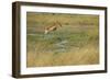 Southern Lechwe Jumping-Michele Westmorland-Framed Photographic Print