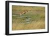 Southern Lechwe Jumping-Michele Westmorland-Framed Photographic Print