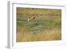 Southern Lechwe Jumping-Michele Westmorland-Framed Photographic Print