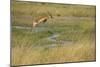 Southern Lechwe Jumping-Michele Westmorland-Mounted Photographic Print