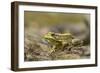 Southern Leopard Frog, Rana Sphenocephala, Kentucky-Adam Jones-Framed Photographic Print