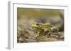 Southern Leopard Frog, Rana Sphenocephala, Kentucky-Adam Jones-Framed Photographic Print