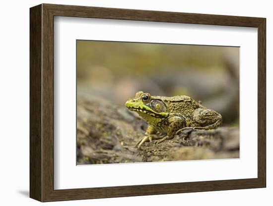 Southern Leopard Frog, Rana Sphenocephala, Kentucky-Adam Jones-Framed Photographic Print