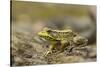 Southern Leopard Frog, Rana Sphenocephala, Kentucky-Adam Jones-Stretched Canvas