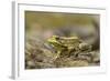 Southern Leopard Frog, Rana Sphenocephala, Kentucky-Adam Jones-Framed Photographic Print