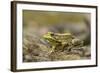 Southern Leopard Frog, Rana Sphenocephala, Kentucky-Adam Jones-Framed Photographic Print