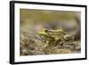 Southern Leopard Frog, Rana Sphenocephala, Kentucky-Adam Jones-Framed Photographic Print