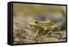 Southern Leopard Frog, Rana Sphenocephala, Kentucky-Adam Jones-Framed Stretched Canvas