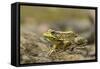 Southern Leopard Frog, Rana Sphenocephala, Kentucky-Adam Jones-Framed Stretched Canvas