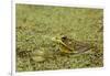 Southern Leopard Frog, Rana sphenocephala, Kentucky-Adam Jones-Framed Photographic Print