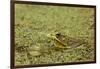 Southern Leopard Frog, Rana sphenocephala, Kentucky-Adam Jones-Framed Photographic Print