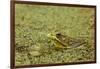 Southern Leopard Frog, Rana sphenocephala, Kentucky-Adam Jones-Framed Photographic Print