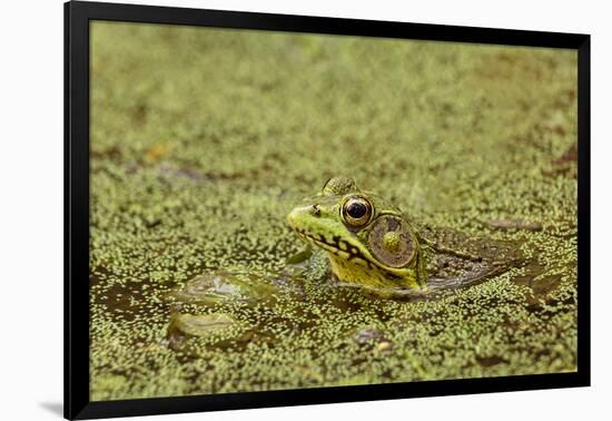 Southern Leopard Frog, Rana sphenocephala, Kentucky-Adam Jones-Framed Photographic Print