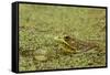 Southern Leopard Frog, Rana sphenocephala, Kentucky-Adam Jones-Framed Stretched Canvas