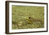 Southern Leopard Frog, Rana sphenocephala, Kentucky-Adam Jones-Framed Photographic Print