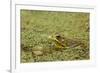 Southern Leopard Frog, Rana sphenocephala, Kentucky-Adam Jones-Framed Premium Photographic Print