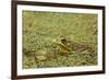 Southern Leopard Frog, Rana sphenocephala, Kentucky-Adam Jones-Framed Premium Photographic Print