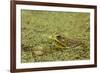 Southern Leopard Frog, Rana sphenocephala, Kentucky-Adam Jones-Framed Premium Photographic Print