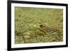 Southern Leopard Frog, Rana sphenocephala, Kentucky-Adam Jones-Framed Premium Photographic Print