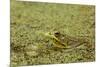 Southern Leopard Frog, Rana sphenocephala, Kentucky-Adam Jones-Mounted Premium Photographic Print