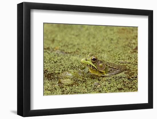 Southern Leopard Frog, Rana sphenocephala, Kentucky-Adam Jones-Framed Photographic Print