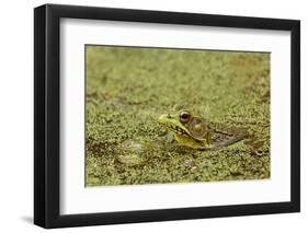 Southern Leopard Frog, Rana sphenocephala, Kentucky-Adam Jones-Framed Photographic Print