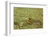 Southern Leopard Frog, Rana sphenocephala, Kentucky-Adam Jones-Framed Photographic Print