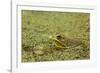 Southern Leopard Frog, Rana sphenocephala, Kentucky-Adam Jones-Framed Photographic Print