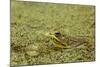 Southern Leopard Frog, Rana sphenocephala, Kentucky-Adam Jones-Mounted Photographic Print