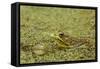 Southern Leopard Frog, Rana sphenocephala, Kentucky-Adam Jones-Framed Stretched Canvas