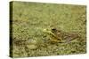 Southern Leopard Frog, Rana sphenocephala, Kentucky-Adam Jones-Stretched Canvas