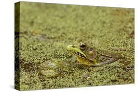 Southern Leopard Frog, Rana sphenocephala, Kentucky-Adam Jones-Stretched Canvas