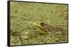 Southern Leopard Frog, Rana sphenocephala, Kentucky-Adam Jones-Framed Stretched Canvas