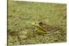 Southern Leopard Frog, Rana sphenocephala, Kentucky-Adam Jones-Stretched Canvas