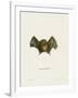 Southern Little Yellow-Eared Bat-null-Framed Giclee Print